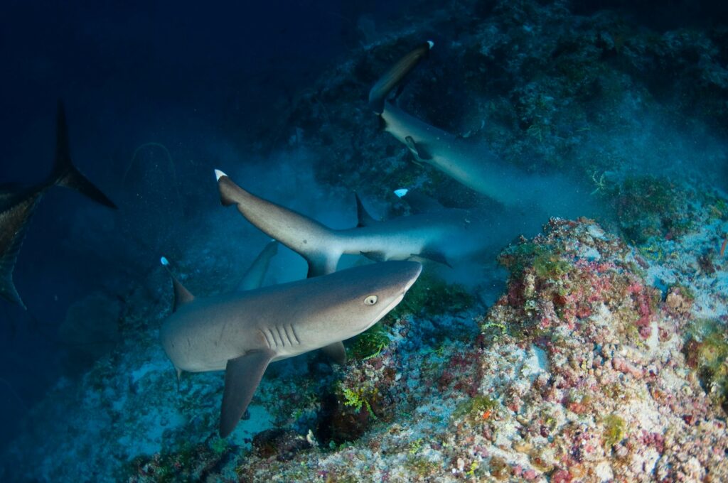 Vaavu Atoll shark diving
