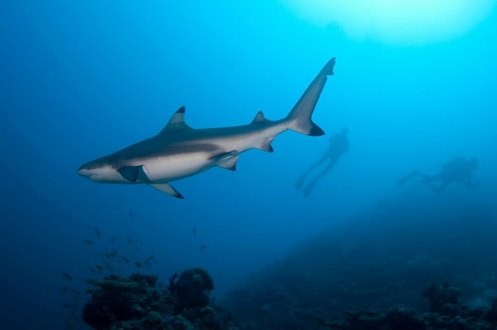 Rasdhoo Atoll shark diving