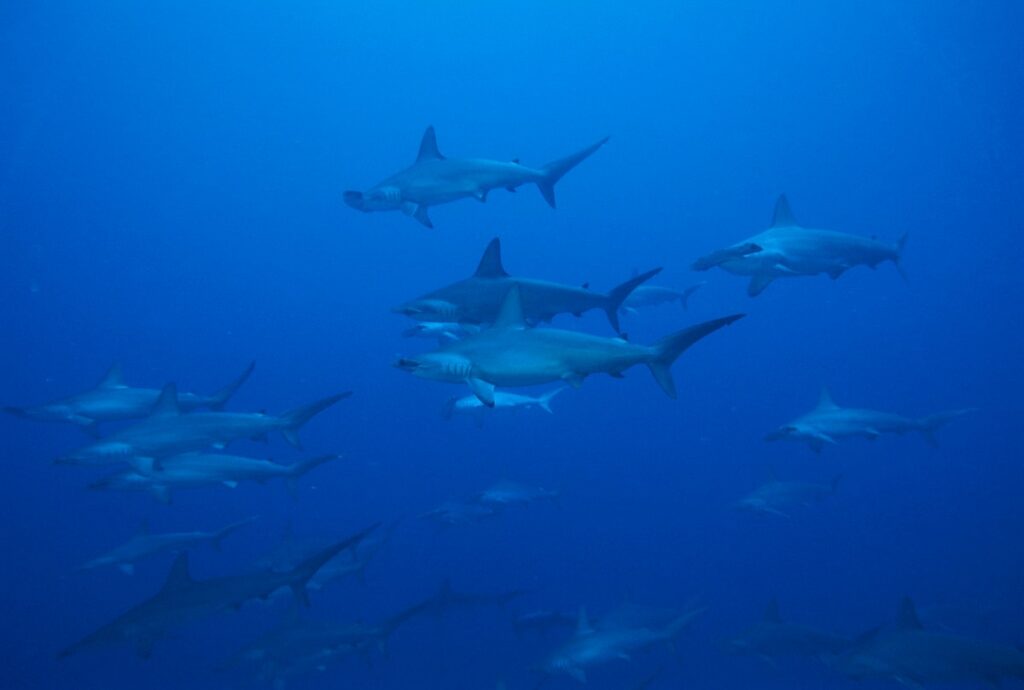 Layang Layang Atoll shark diving