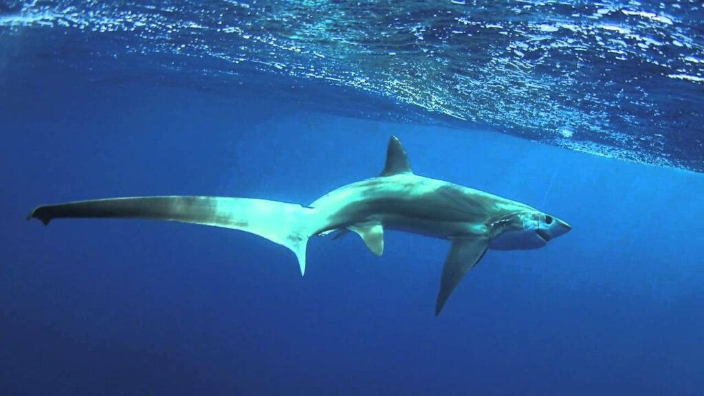 Malapascua shark diving