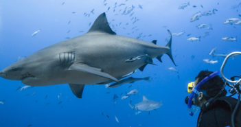 shark diving asia