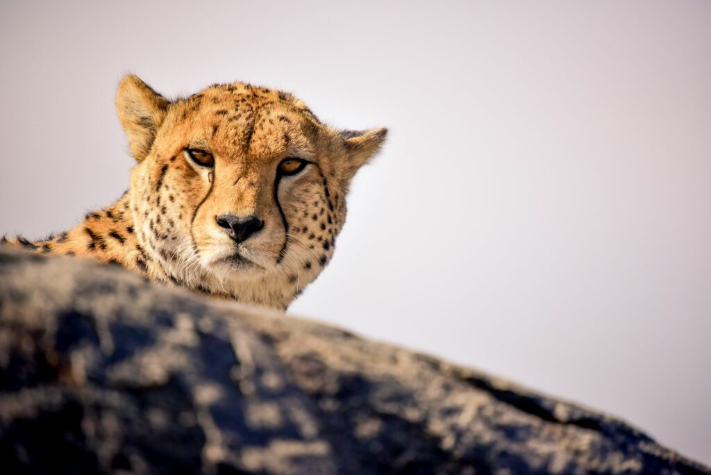 Serengeti with Asilia Africa ©Nick Walton
