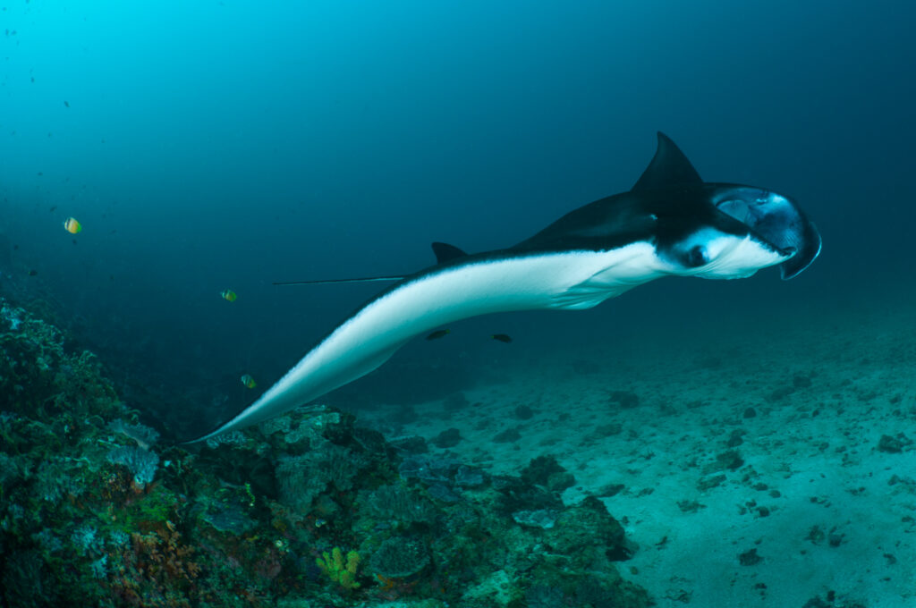 Asia's Best Manta Ray Diving
