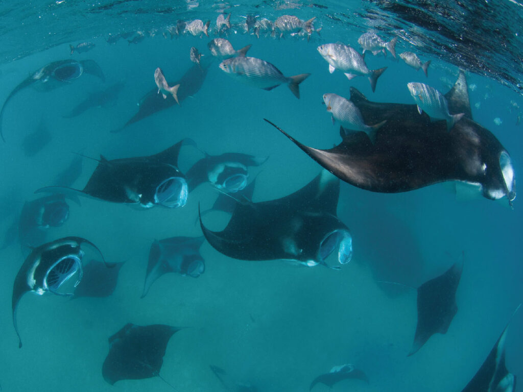 Asia's Best Manta Ray Diving