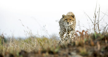 Safari with Singita during the Adventure to the South itinerary