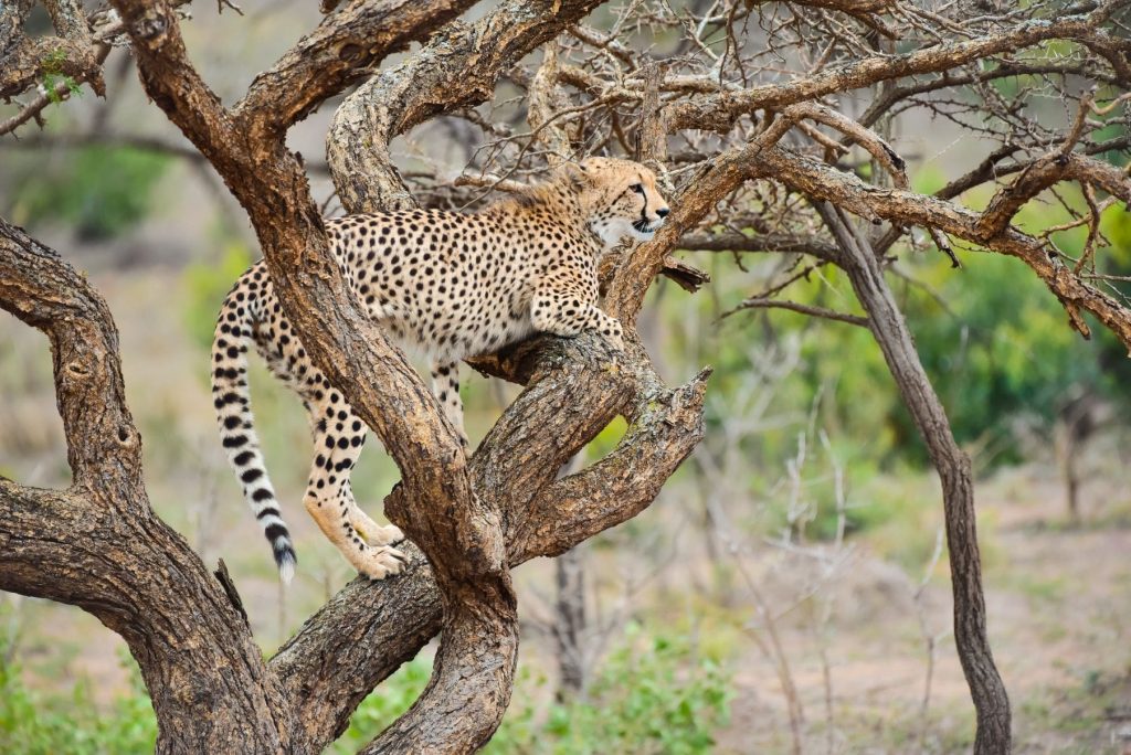 cheetah - Phinda Private Game Reserve