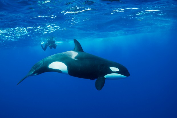 orcas in seychelles world oceans day alphonse island
