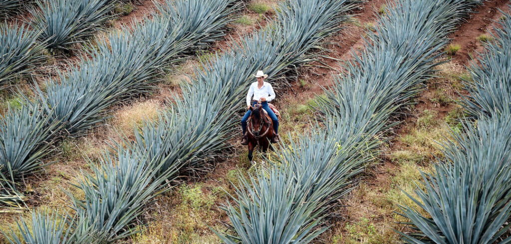 If your love of tequila helps steer your holiday inspiration, then you're in luck with the unique Fly Over Tequila experience from Grand Velas Riviera Nayarit.